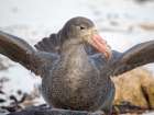 Southern giant petrel at carcass of southern elephant seal pup on Sea Lion Island. Falkland Islands Art Print